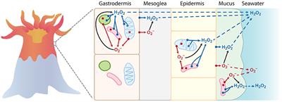 Dark Production of Extracellular Superoxide by the Coral Porites astreoides and Representative Symbionts